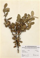 藏品(小葉胡頹子)的圖片